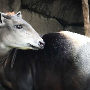 Apr. 2019 - Rhino Reserve - Yellow-backed Duiker