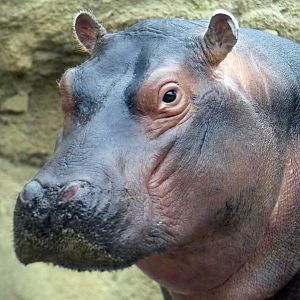 Apr. 2019 - Africa - Fiona