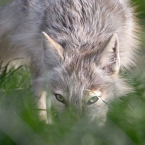 Corsac fox : Hamerton : 05 Apr 2019
