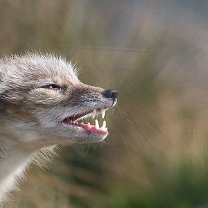 Corsac fox : Hamerton : 05 Apr 2019