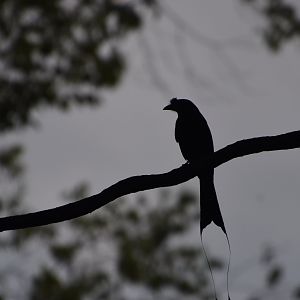 Greater racquet-tailed drongo