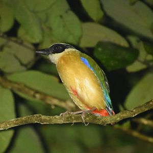 Blue-winged pitta