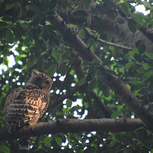 Buffy fish owl