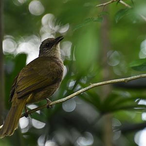 Olive-winged bulbul