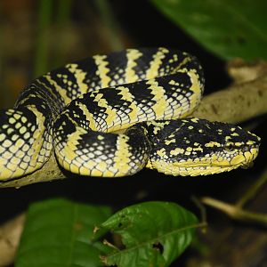 Wagler's pit viper