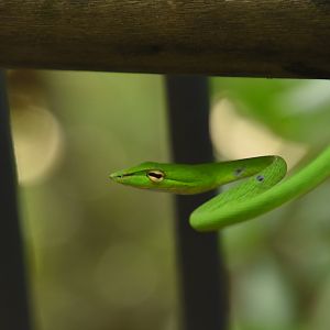 Oriental whip snake