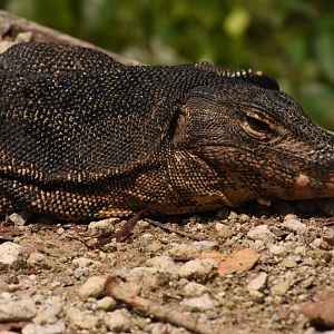 Malaysian water monitor