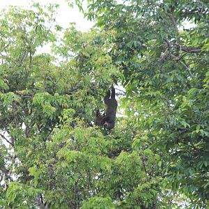 Hoffman's 2-toed Sloth - Mar 2019