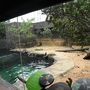Giant otter upper viewing