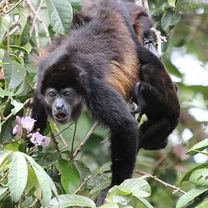 Golden-mantled Howler Monkey & young - Mar 2019