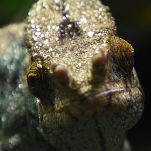 Parson's chameleon