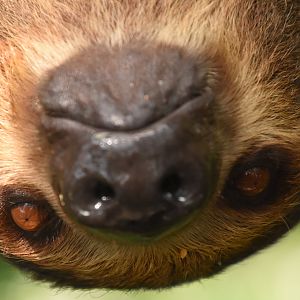 Two-toed sloth
