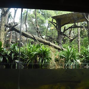 Proboscis monkey enclosure