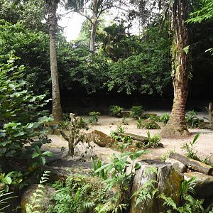 Malayan tapir enclosure