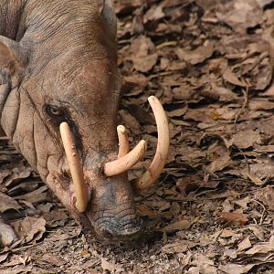 Babirusa