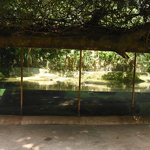 Pygmy hippo enclosure