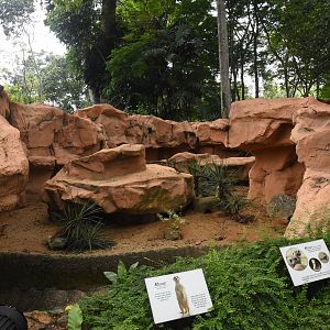 Slender-tailed meerkat enclosure