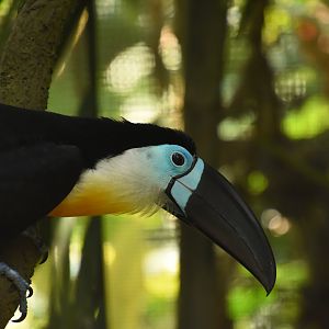 Channel-billed toucan