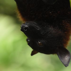 Giant flying fox
