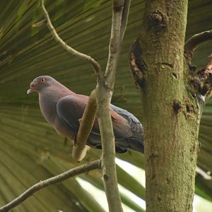 Peruvian pigeon