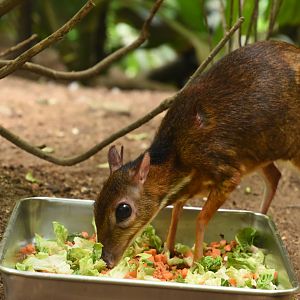 Lesser mousedeer