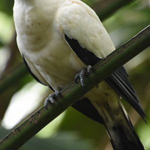 Pied imperial pigeon