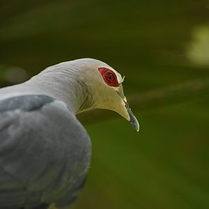 Pinon imperial pigeon
