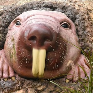 Disturbing naked mole rat statue