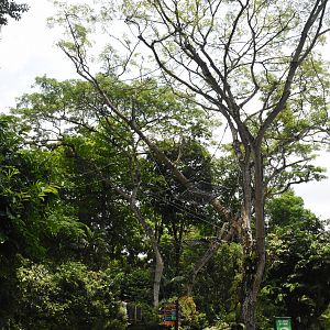 Sumatran orang utan trees