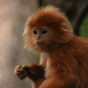 Javan langur