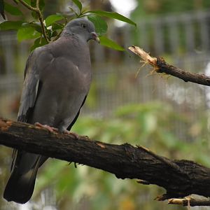 Stock dove