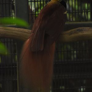 Raggiana's bird of paradise