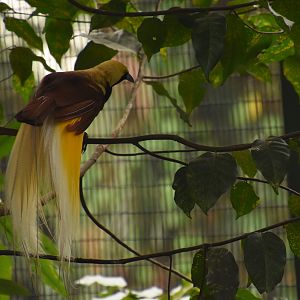 Lesser bird of paradise