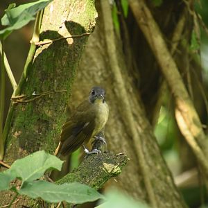 Grey-headed bristlebill