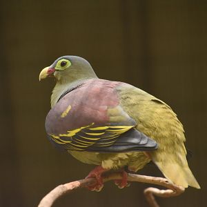 Thick-billed green pigeon