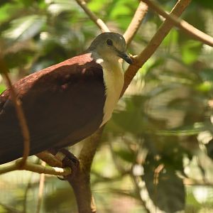 Santa Cruz ground dove