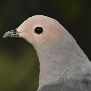 Island imperial pigeon