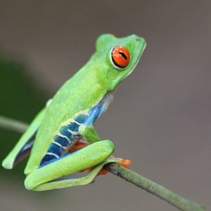 Red-eyed Tree Frog - Mar 2019