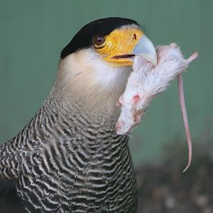 Crested caracara