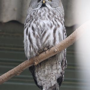 Great grey owl