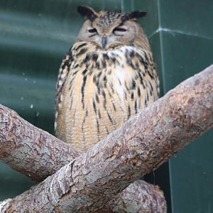 European eagle-owl