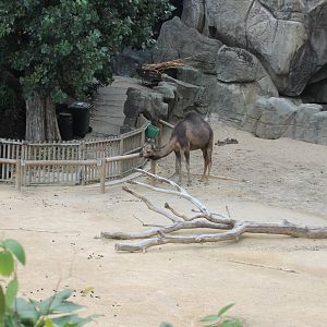 Dromedary-enclosure