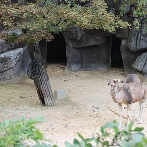 Dromedary-enclosure