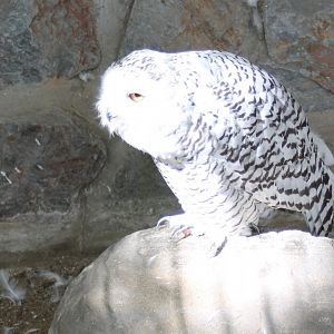 Snowy owl