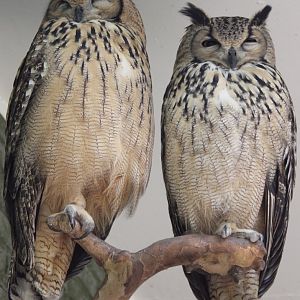 Indian eagle-owls