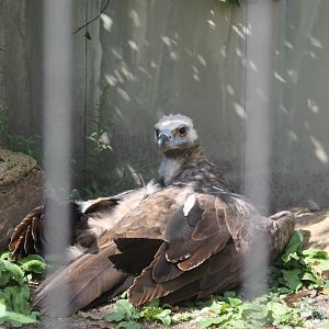 European black vulture