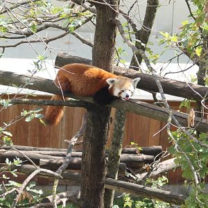 Red panda