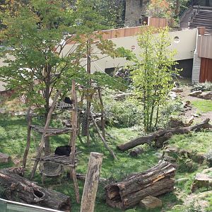 Enclosure Andean bear