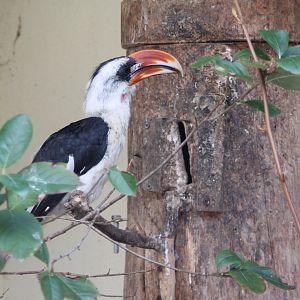 Von der Decken's hornbill-male at sealed nest