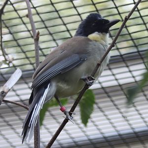 Blue-crowned laughing-thrush